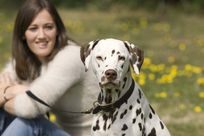 Jupiterimages/Polka Dot/Getty Images Dalmatians are high-energy companion dogs who require plenty of activity.