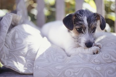 Ryan McVay/Photodisc/Getty Images Puppies tend to eat everything, including blankets, stuffed toys and cat droppings.