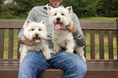 Jupiterimages/Polka Dot/Getty Images Westies were first recognized by the AKC in 1908.