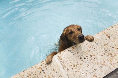 Jupiterimages/Comstock/Getty Images "Where are those handy steps?"
