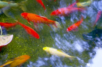 Jupiterimages/Photos.com/Getty Images Talk to experts to learn how to make your pond wildlife-friendly.