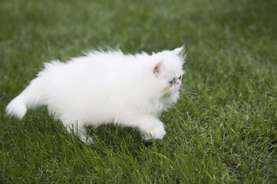 Jupiterimages/Comstock/Getty Images If you let your cat outdoors, try to remove wild mushrooms from your yard.
