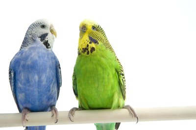 BananaStock/BananaStock/Getty Images Parakeets can assist each other with unsheathing new feathers.
