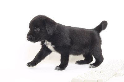 Hemera Technologies/Photos.com/Getty Images No, your puppy did not have too many drinks.