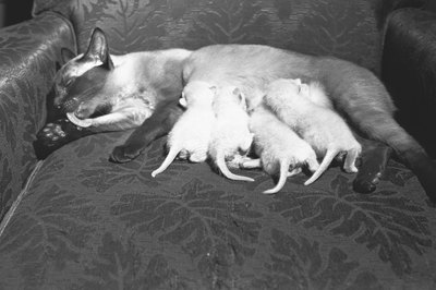 George Marks/Retrofile/Getty Images Treat mom and kittens at the same time to remove those pesky fleas.