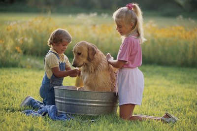 Comstock/Comstock/Getty Images Glycerine shampoo cleans and soothes your dog's skin.