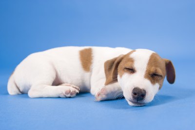 BananaStock/BananaStock/Getty Images Puppies do calm down, eventually.