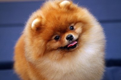 Andrew H. Walker/Getty Images Entertainment/Getty Images Pomeranians of any age are capable of being trained to be obedient or do tricks.