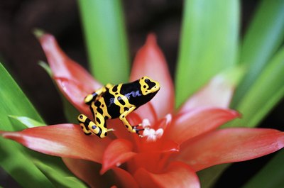 Medioimages/Photodisc/Photodisc/Getty Images In the wild, brightly colored animals are often poisonous.
