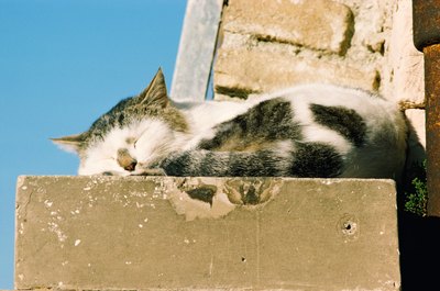 Jupiterimages/Photos.com/Getty Images Cats who spend too much time sunbathing can get sunburn.