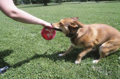 Hemera Technologies/AbleStock.com/Getty Images Teach your dog to let go during fetch.