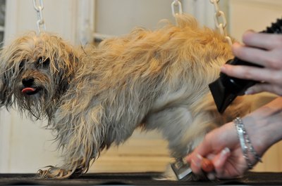 Pascal Le Segretain/Getty Images News/Getty Images Some dogs tolerate the clipping process better than others.