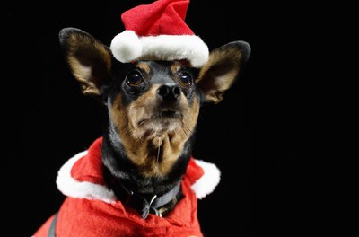 Ryan McVay/Photodisc/Getty Images "You wouldn't do this to a Dobie."