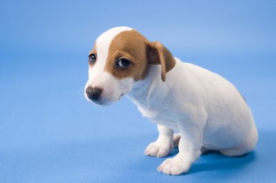 BananaStock/BananaStock/Getty Images Did your pup have an accident? Your homemade concoction will clean it right up.