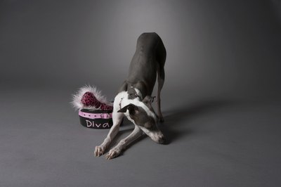 Chris Amaral/Digital Vision/Getty Images Even spoiled diva dogs need flea prevention and removal.