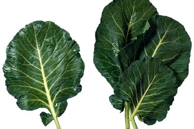 Brand X Pictures/Brand X Pictures/Getty Images Collards, along with mustard and turnip greens, are rich in nutrients.