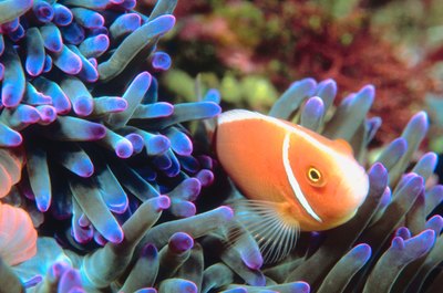 Jupiterimages/Photos.com/Getty Images Reef aquariums feature both fish and invertebrates.