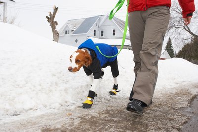 Jupiterimages/Photos.com/Getty Images Dog booties are a great way to protect your furry friend's paws against harsh conditions at any time of year.
