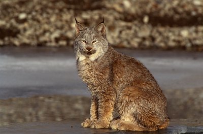 Jupiterimages/liquidlibrary/Getty Images Wild felines can carry cat scratch disease just like housecats can.