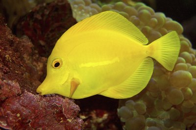 Medioimages/Photodisc/Photodisc/Getty Images Yellow tangs are saltwater fish who prefer to be with other fish.