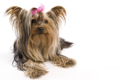BananaStock/BananaStock/Getty Images Both Yorkies and Shih Tzus require regular grooming. Both look adorable with accessories.
