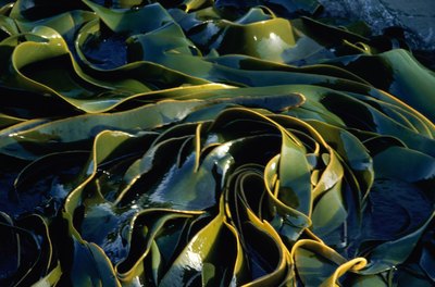 Jupiterimages/liquidlibrary/Getty Images Kelp is an excellent non-goitrogenic food because it's so rich in iodine.