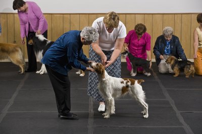 Apple Tree House/Lifesize/Getty Images A judge checks a dog's teeth to ensure they meet breed standards.