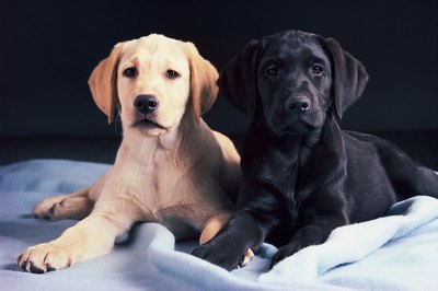 Comstock/Comstock/Getty Images A puppy's weight increases rapidly in the first months of life.