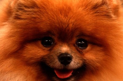 Spencer Platt/Getty Images Entertainment/Getty Images Understanding the health problems of your aging pet can help her live longer.