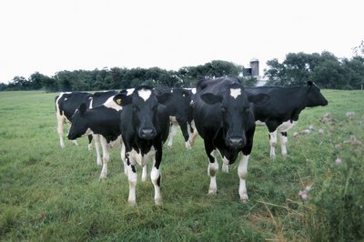 Hemera Technologies/Photos.com/Getty Images Cows produce milk to nurture their young.