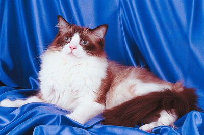 Jupiterimages/Photos.com/Getty Images Pheromone diffusers often serve to ease a kitty's nerves.