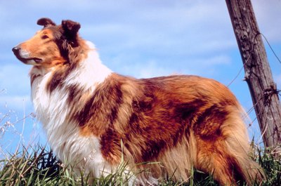 Trimming A Collie S Coat Pets