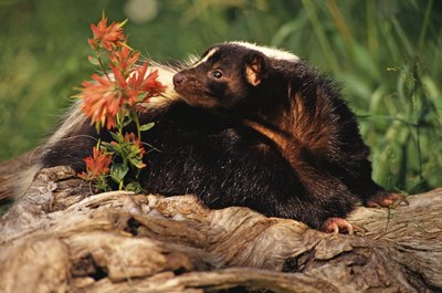 Jupiterimages/liquidlibrary/Getty Images Skunks are behind some of the worst pet odors.