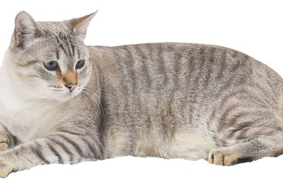 Hemera Technologies/PhotoObjects.net/Getty Images Frustrating as it may be, spraying isn't uncommon in felines.