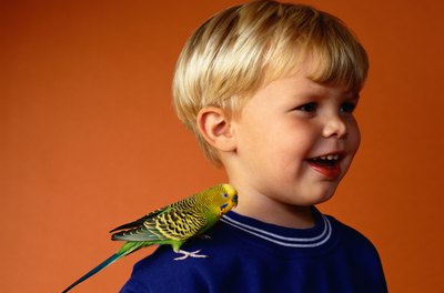 Ryan McVay/Photodisc/Getty Images Single parakeets kept as pets bond with their human families.