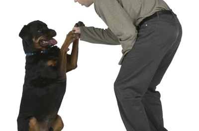 PhotoObjects.net/PhotoObjects.net/Getty Images Compromise with your Rottweiler to make life easier.