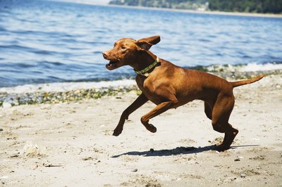 Jupiterimages/Brand X Pictures/Getty Images A dog's hyperactivity may be related to diet.