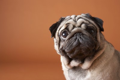 Chris Amaral/Digital Vision/Getty Images A pug's eyes need extra care.