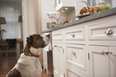 Chris Amaral/Digital Vision/Getty Images Leaving food out in clear sight can trigger counter-surfing.