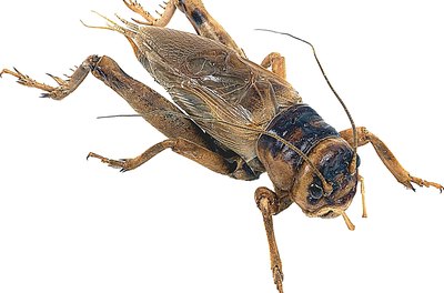Zedcor Wholly Owned/PhotoObjects.net/Getty Images Crickets and other live foods provide a nutritious snack.