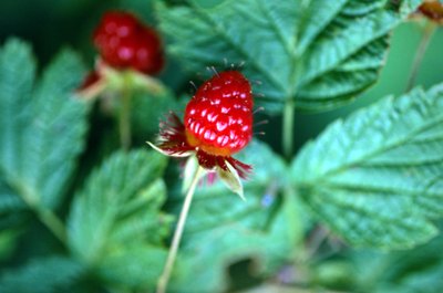 Jupiterimages/Photos.com/Getty Images Raspberries top the charts in ellagic acid.