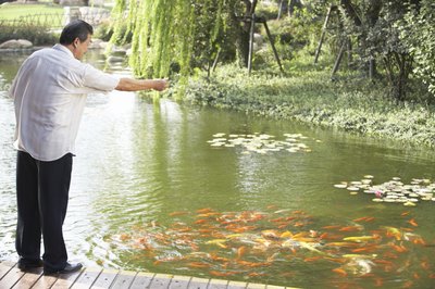 Pinnacle Pictures/Stockbyte/Getty Images Aquaculturists must feed the fish under their care.