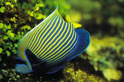 John Foxx/Stockbyte/Getty Images Moon light increases the natural environment and health for your aquarium.