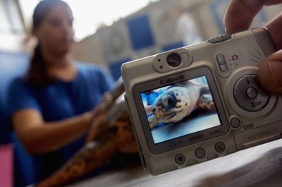 David Silverman/Getty Images News/Getty Images Wildlife biologists work for government agencies, private consulting firms, advocacy groups and zoos.