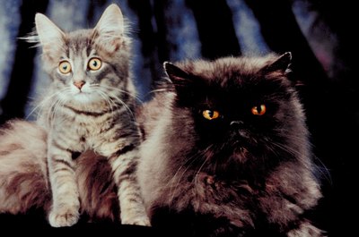 Jupiterimages/Photos.com/Getty Images "I need drugs to deal with inappropriate kitten behavior."