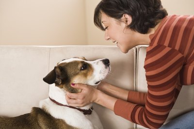Jupiterimages/Comstock/Getty Images Daily brushing with enzymatic toothpaste is one of the best things you can do for Sophie.