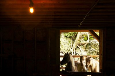 Thomas Northcut/Lifesize/Getty Images Approach barn builders about finance options.