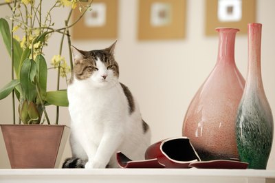 Comstock Images/Comstock/Getty Images Cats and many types of flowers don't mix.