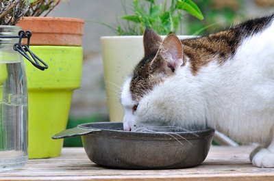 sandrine boulanger/iStock/Getty Images Obese cats are more prone to health issues than others.