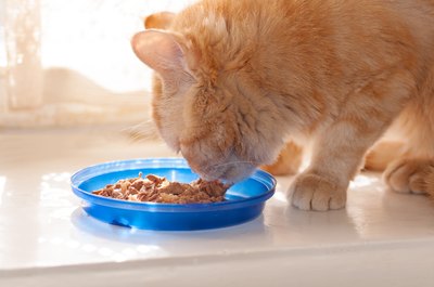 Tanchic/iStock/Getty Images Several species of tuna are harvested, including albacore, bluefin and others.